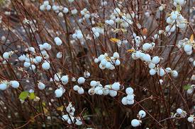 snowberry